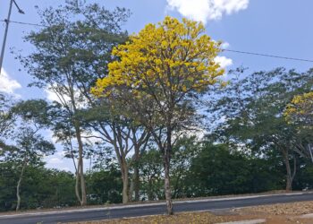 Ipê amarelo enfeita a Avenida Piauí, em Timon