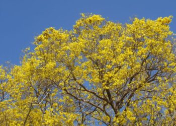 A florada do ipê amarelo em Teresina