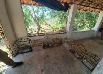 PM-PI e Ibama apreendem aves silvestres mantidas em cativeiro